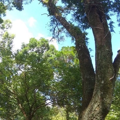 角板山公園，復興公園