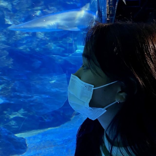 바닷속을 도시로 통채로 옮겨놓다🐳