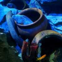 The Jelly Fish and Deep Ocean Marine Life