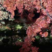 【京都】東寺 紅葉ライトアップ