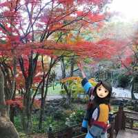 熱海梅園看最美紅葉