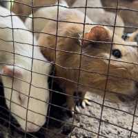 Rabbit petting farm in Bukit Tinggi