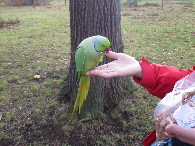 又大又靚仲好多小動物嘅肯辛頓花園