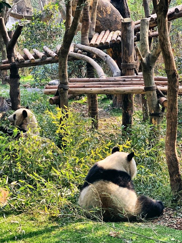 Chengdu trip in early spring🌸 