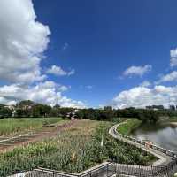 打卡深圳觀瀾濕地公園