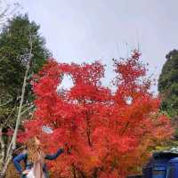 K Drama view at Ruqin Lake 