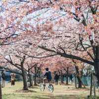Tokyo Edogawa Bridge Cherry Blossoms 🌸
