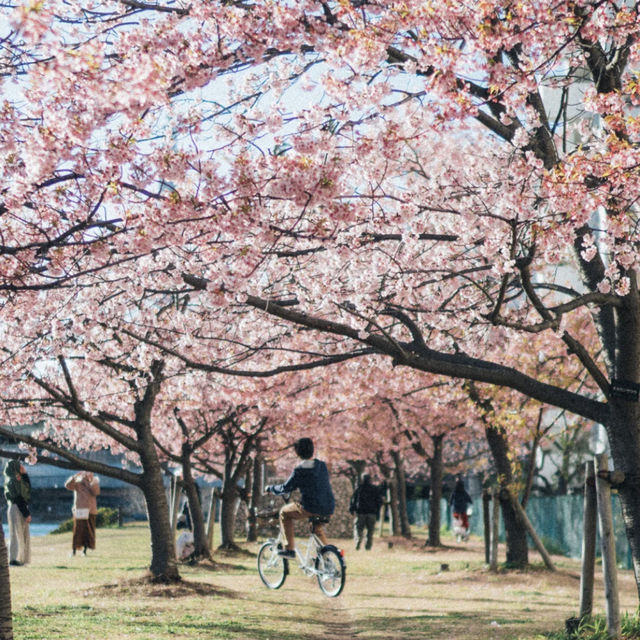 Tokyo Edogawa Bridge Cherry Blossoms 🌸