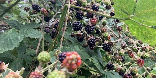 Alternative Mapping Workshop with Janet Tryner: Part 1 & 2 | Herbert Art Gallery & Museum