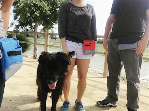 Canine Coach Team Walk | 650 Foxhall Dr