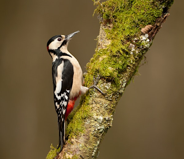 Wild Woodpeckers (Make a Log Bird Feeder) at Summer Leys | Summer Leys Nature Reserve