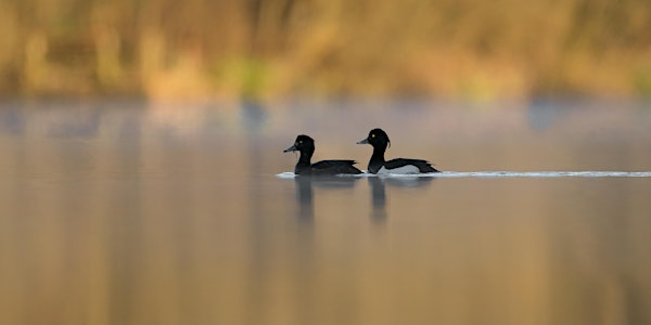Short & Slow Birding Stroll - Nature Discovery Centre, Wednesday 09 July | Nature Discovery Centre