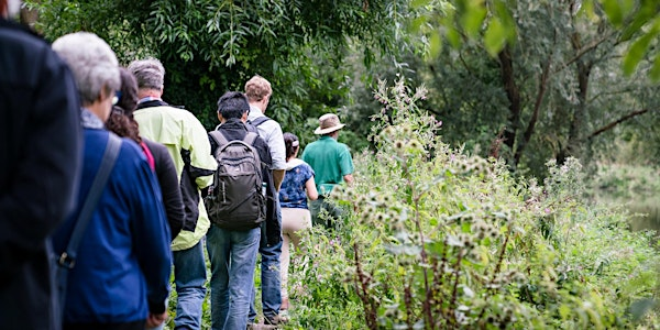 Monthly Meander - Summer Meadows | The Wildlife Trust BCN - Trumpington Meadows