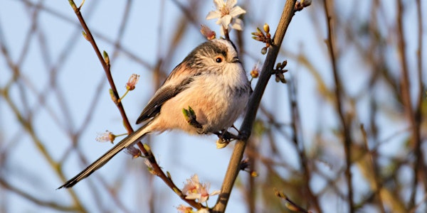 Langdon Birdwatching for Beginners | Langdon Nature Discovery Park