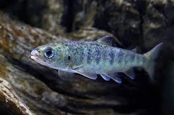 Eco Explorers: Salmon Seekers | Derek Doubleday Arboretum