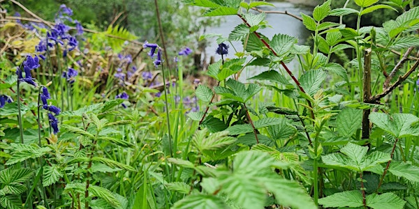 Foraging Walk - Summer | The Scottish Wool Centre