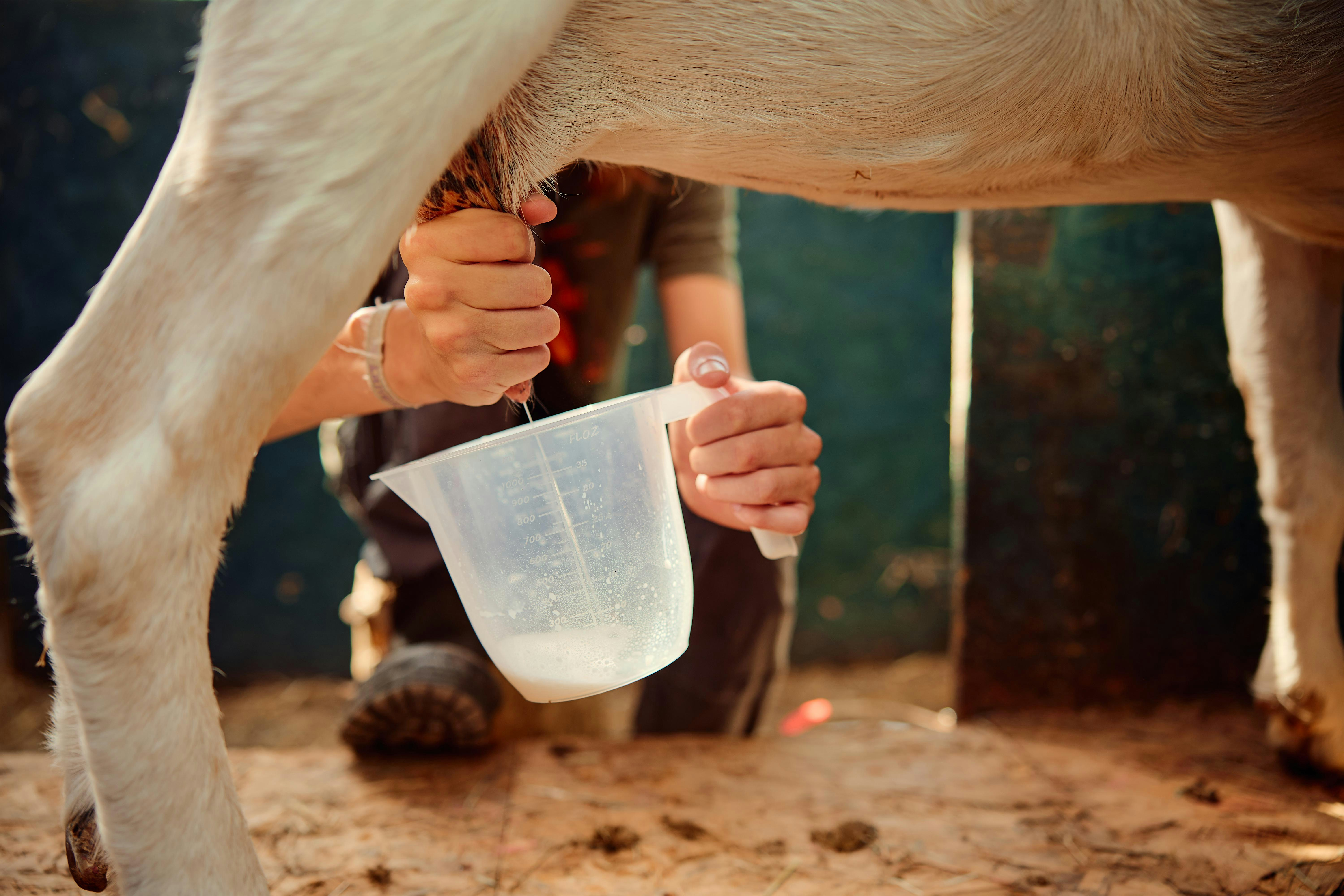 Goat Milking Induction | Oxford City Farm