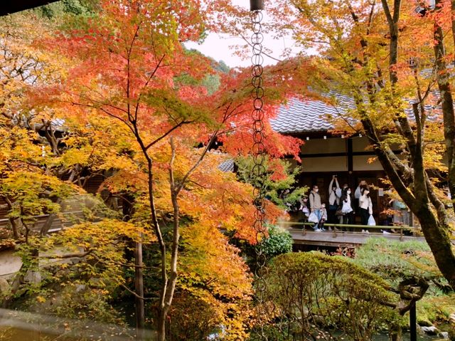 京都[紅葉めぐり]  永観堂(禅林寺)  圧巻の堂内編