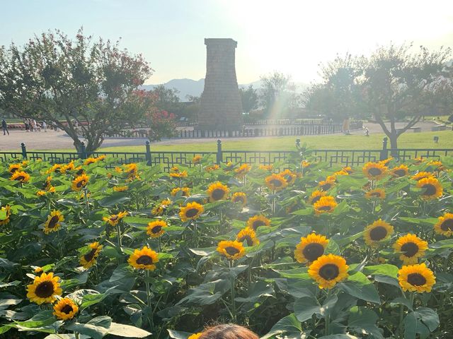 경주 첨성대 핑크뮬리