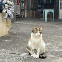 漁村之旅(一)😽
