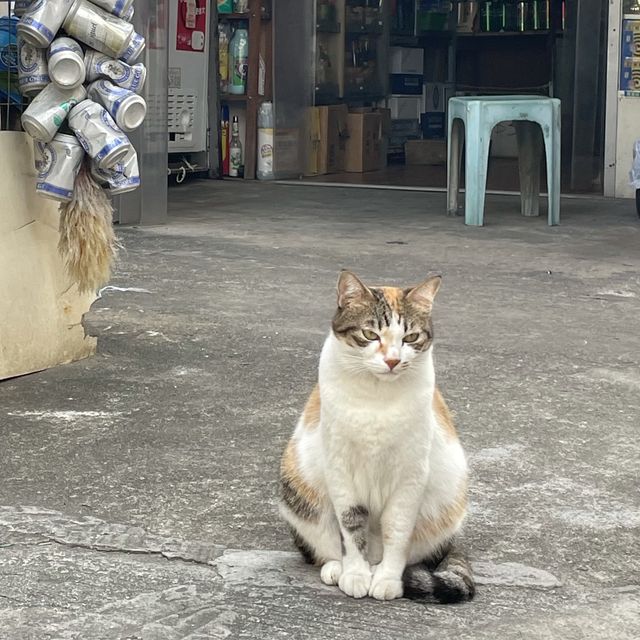 漁村之旅(一)😽 漁村之旅(一)😽