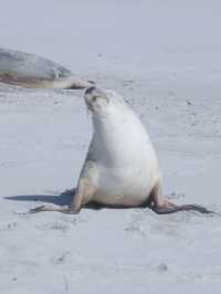勇闖袋鼠島,近距離親親澳洲野生動物