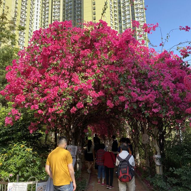 浪漫粉紅簕杜鵑花隧道
