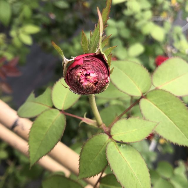 臺北玫瑰園/花博旁/圓山站