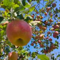 #Apple picking