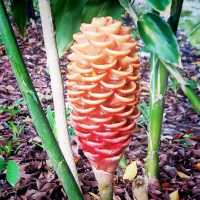 Up Close And Personal At Jurong Lake Gardens