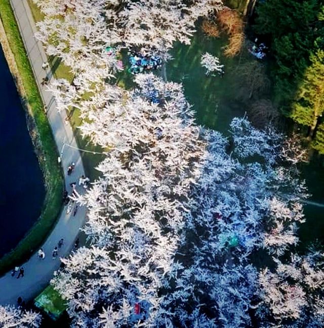 The View From Above, Goryokaku Tower