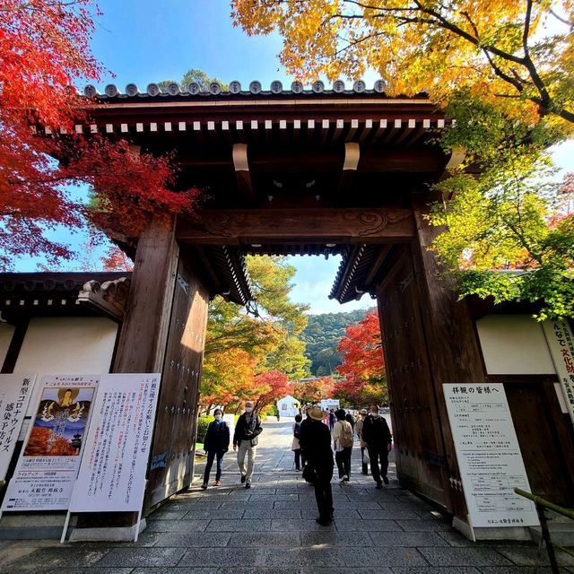 紅葉見に行こ～うよ～【禅林寺 永観堂】✨