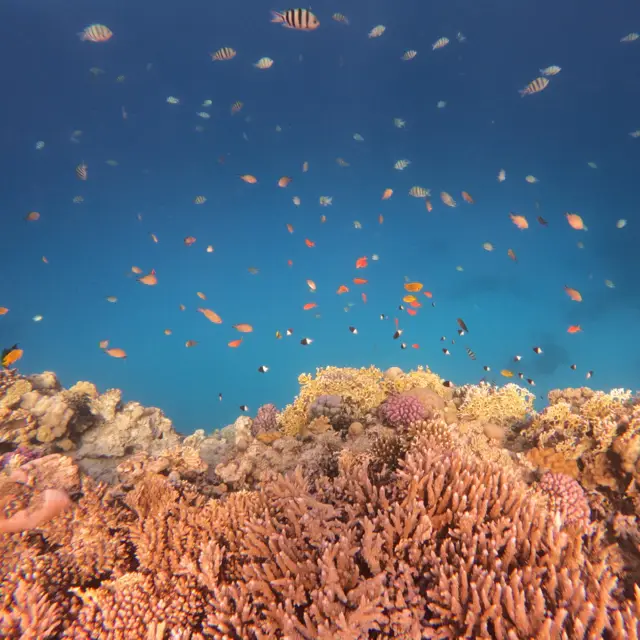 Lặn biển Biển Đỏ ở Hurghada