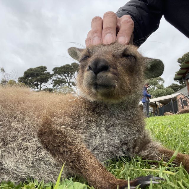 南澳必去動物園之一
