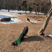 韓國🇰🇷春川南怡島🤲🏻冬日戀歌之路😌雪地浪漫💕漫步