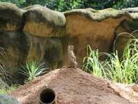 Singapore Zoo