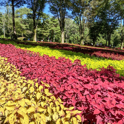 10月までが見頃 コリウス畑𖥸 Trip Com さいたまの旅のブログ