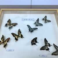 [🇰🇷, 진주] 산림박물관 전시회, ‘수목원 속 작은 친구들’ 🦋