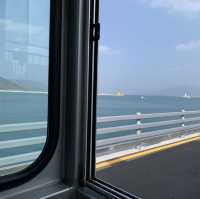 🌊🌺 여수 오동도에서 동백꽃+바다 가득가득 감상하기 🌺🌊