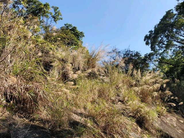流水響 。鶴藪水塘 🍂適合行⛰️BB級 流水響 。鶴藪水塘 🍂適合行⛰️BB級