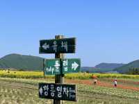 제주 보롬왓의 드넓은 유채꽃밭