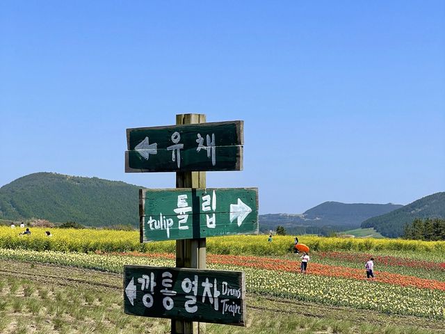 제주 보롬왓의 드넓은 유채꽃밭