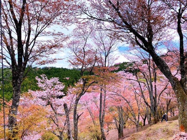 よしのよしの