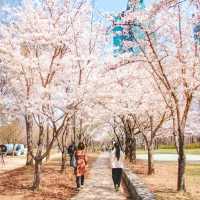 서울벚꽃 명소 서울숲