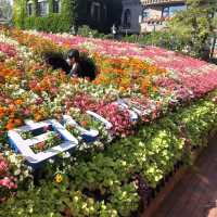 白い恋人パークのローズガーデンとお花