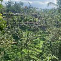 Gorgeous Ricefields(Tegalalang)