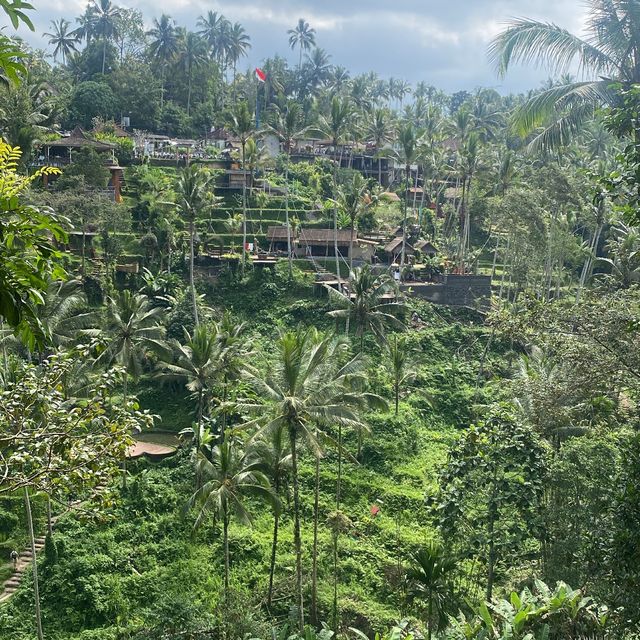 Gorgeous Ricefields(Tegalalang)