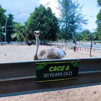 Desaru Ostrich Farm