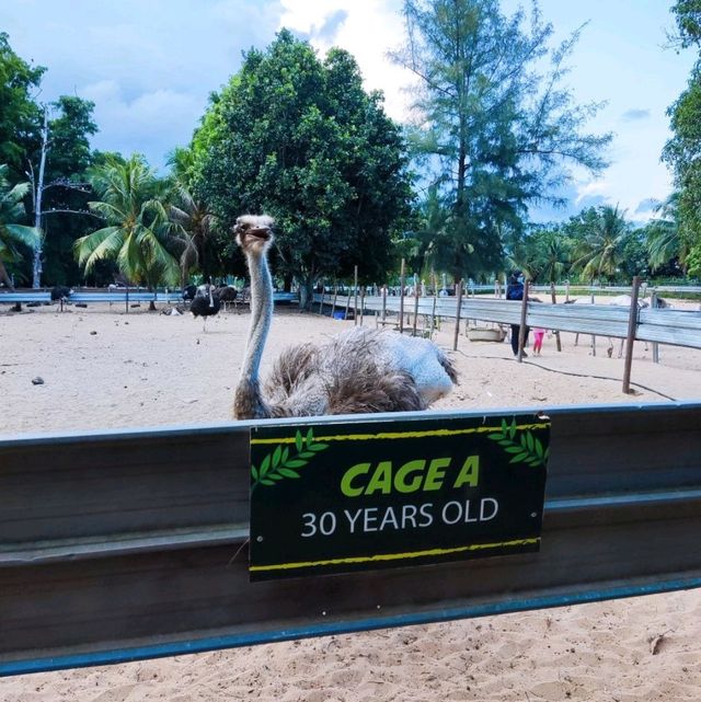 Desaru Ostrich Farm