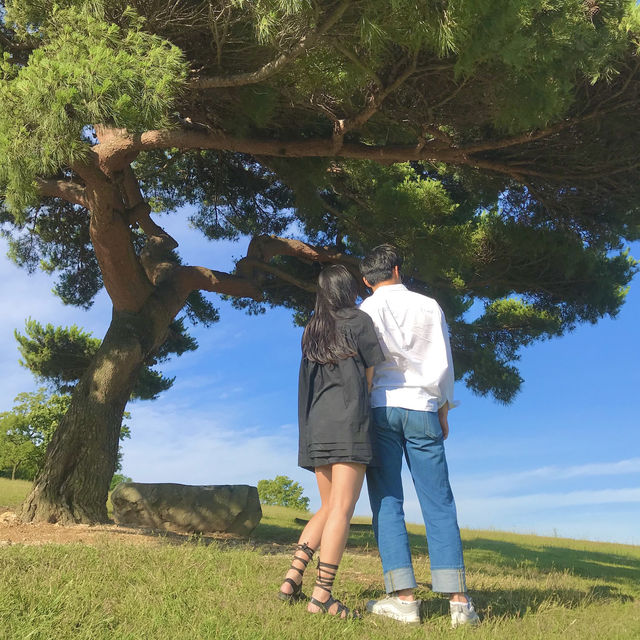 [경북/경주]경주에서 인생샷과 피크닉을 한 번에!❣️